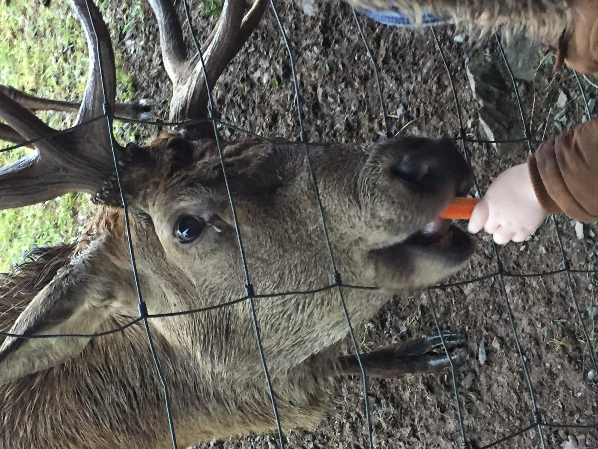 Christmas trip to Streamvale Open Farm MACS Supporting Children